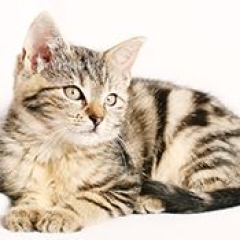 séparation chat